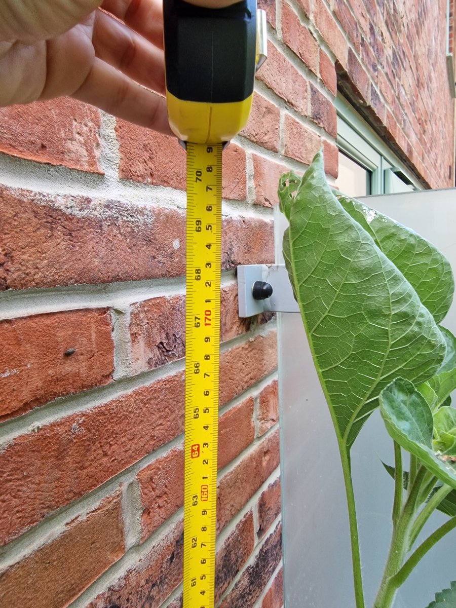 Mr_Rooz's tweet photo. @LarchwoodPS Ario's sunflower entry for this year.. Both managed to survive. .. 178cm.. https://t.co/ELNynNy6U8