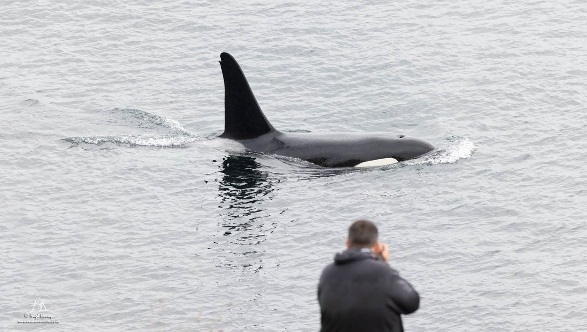 HughHarrop's tweet photo. To say that we had pretty amazing views of Orcas here in Shetland yesterday is probably an understatement! Here's bull 34 from the 27s pod a few metres off the shoreline of Mousa Sound. 

I'd love to send the photographer a high res keepsake.

Please retweet so we can find them! https://t.co/sqqLp2KnNY