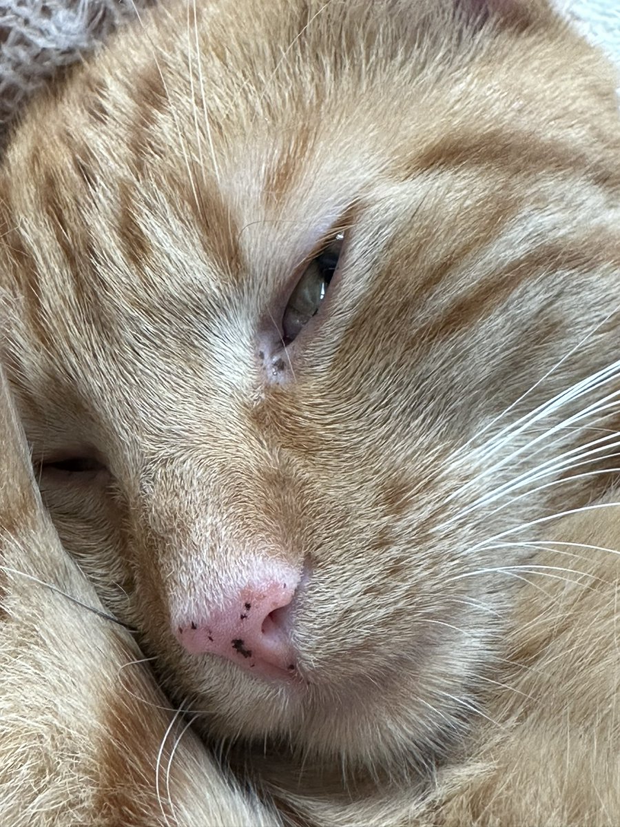MmeLindl's tweet photo. Unser Kater hat Sommersprossen auf der Nase. https://t.co/tcgL8BgJJ2