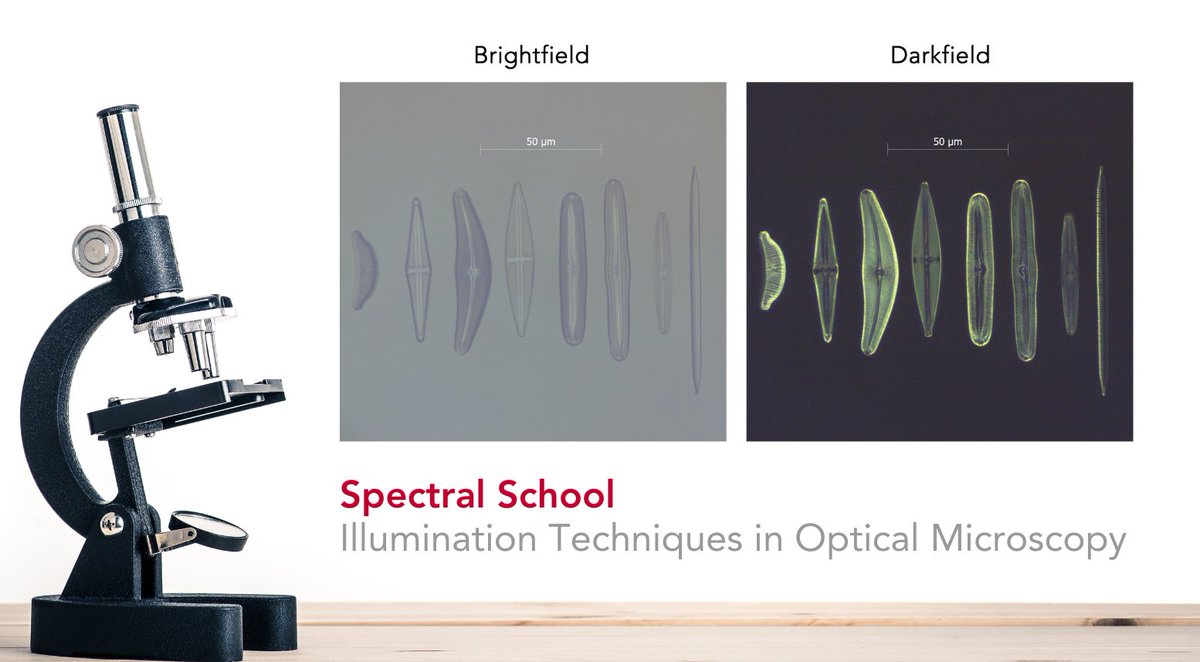 Edinst's tweet image. Ever wondered how scientists capture such detailed and high-contrast images of their samples under the microscope? 🤔 

Read our latest blog to discover some of the most common illumination techniques in optical microscopy 🔬ow.ly/6ALo50P6658 

#OpticalMicroscopy