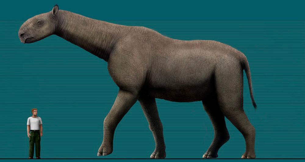 TheZestic's tweet photo. The #giant #rhinoceros Paraceratherium

One of the #largest #animals on #Earth was a giant rhinoceros - #Paraceratherium - which reached 5-6 meters in height and weighed 15-20 tons. By the way, it did not have horns. https://t.co/f5ylaX5590