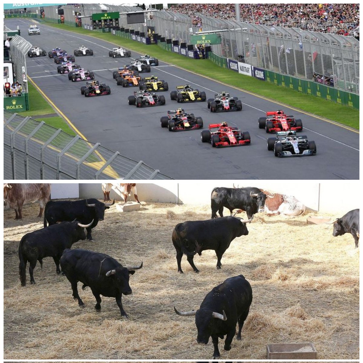 sanisidrin's tweet photo. Buenos días! #Egunon Hoy #Bullracing de los @PRGtoros salida neutralizada con los safety cabestros y llegada🏁 en 2' 20" 🏁🏃🏿♀️🏃🏻🏃🏿♀️🏃🏻🏃🏿♀️🏎️🏎️🏎️🏎️🏎️🏎️ un encierro fugaz y emocionante #VivsSanFermin #GoraSanfermin @_seisyelsobrero ;) https://t.co/CgOeWWAZUe