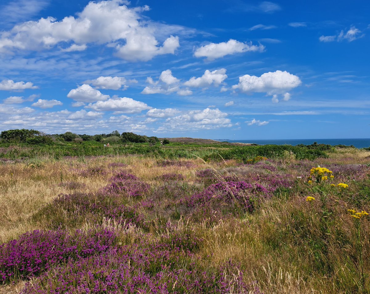 Hannah Chamberlain tweet media