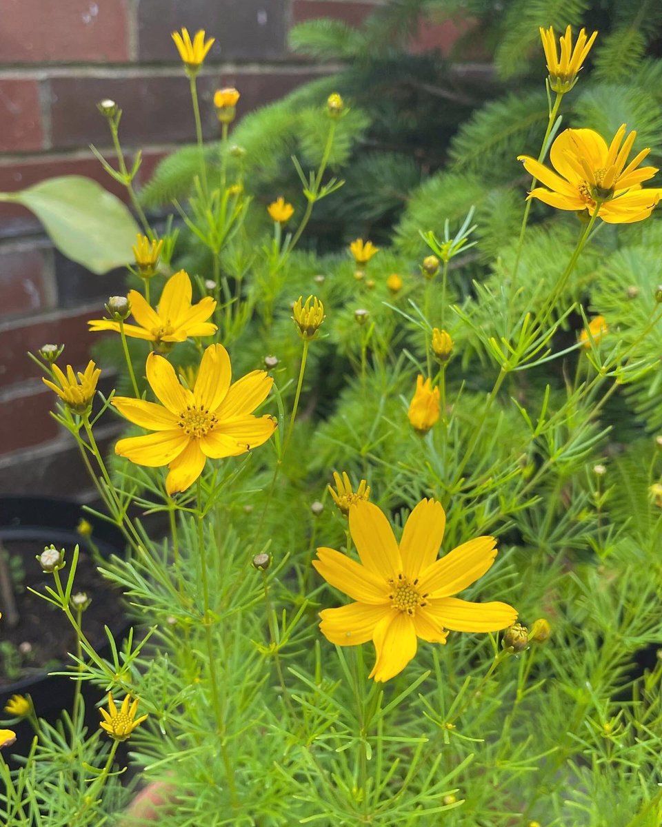 Vicky_Ward10's tweet photo. Current flowers in my #yarden. amazing what you can cultivate in a pot in small spaces! The bees are happy 🐝   

#yardening #groweverywhere #feedthebees https://t.co/I2ym2vz1n9