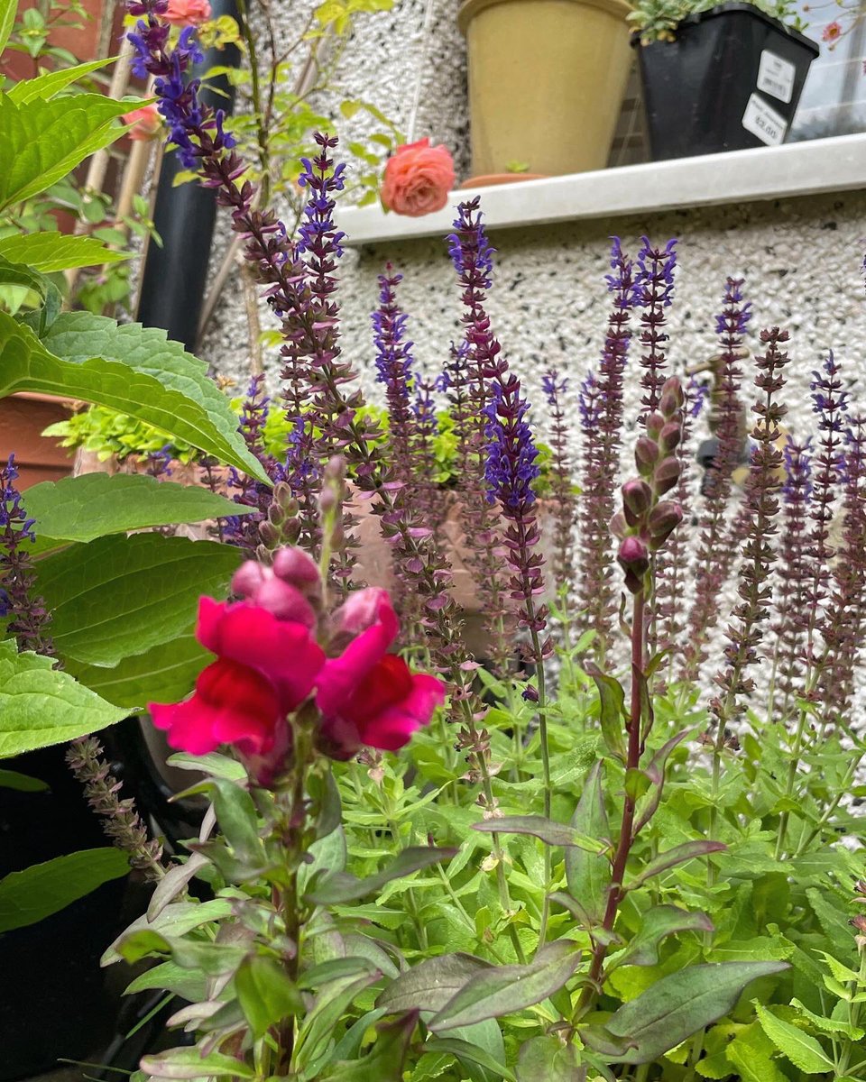 Vicky_Ward10's tweet photo. Current flowers in my #yarden. amazing what you can cultivate in a pot in small spaces! The bees are happy 🐝   

#yardening #groweverywhere #feedthebees https://t.co/I2ym2vz1n9
