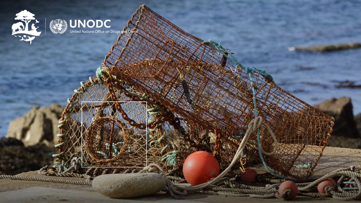 Loopholes in governmental monitoring and surveillance systems continue to be exploited by criminals along the fisheries value chain. UNODC FishNET project supports States to effectively identify, investigate, prosecute and adjudicate #crimesinfisheries