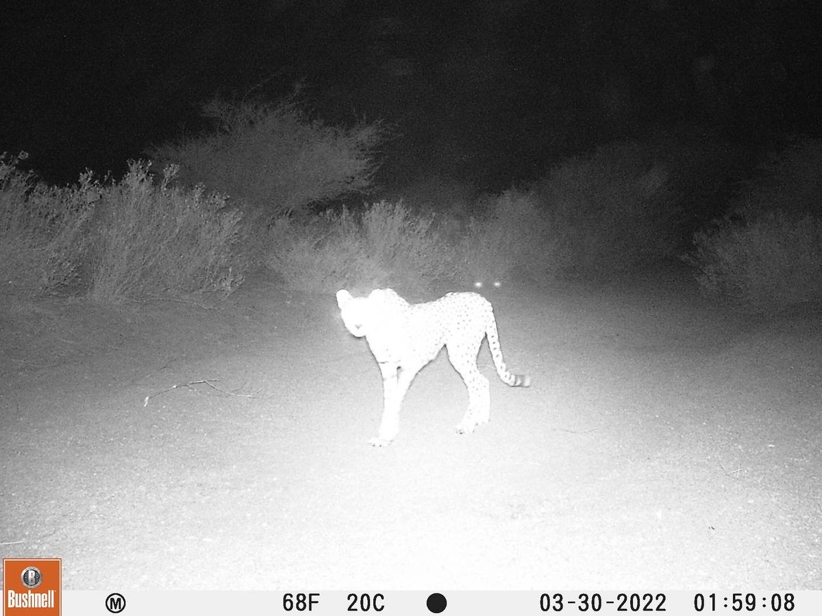 THE CAT IS OUT OF THE BAG 🙀
#Cheetah were thought to be extinct in #Djibouti until we recorded this image on a biodiversity survey I led for @hawkwatch last yr. Our paper on the discovery is just out in Cat News.
Blog: hawkwatch.org/blog/item/1398…
Paper: researchgate.net/publication/37…