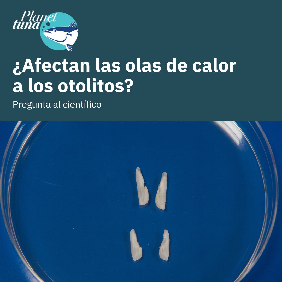 planettunaIEO's tweet photo. Una ola de calor, que ocurre durante un tiempo restringido, no tiene ningún efecto sobre el desarrollo de los otolitos. Los desplazamientos durante las olas de calor se deben al estrés fisiológico que se produce en los peces

Conoce la respuesta completa https://t.co/QxAunLOYaM https://t.co/7fUxOLuF70