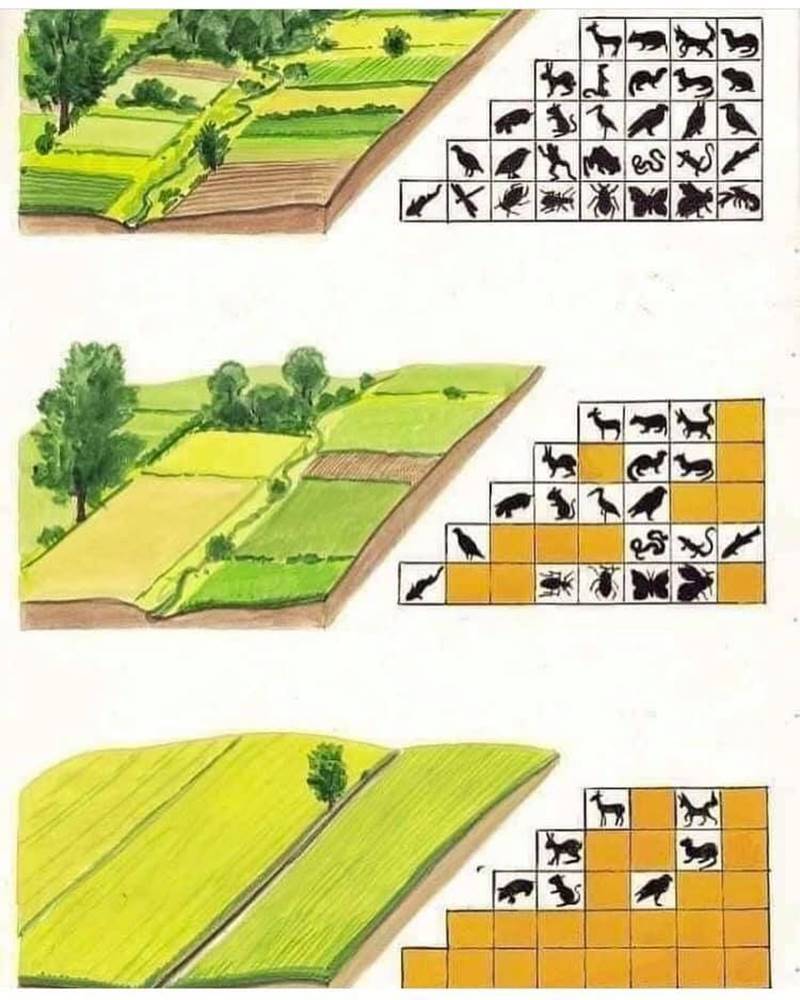 matematikselorg's tweet photo. Biyoçeşitlilik nedir ve neden önemlidir? Bu görsel bunun cevabını veriyor. https://t.co/JOkk3LVSAe