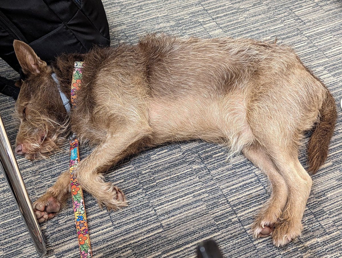 Tamas Farago (tamsa) (@tamsa42) on Twitter photo Rainy morning on the 3rd day of #CSF2023 perfect for exciting talks! <a href="/CanineForum/">Canine Science Forum</a> Rainy morning on the 3rd day of #CSF2023 perfect for exciting talks! <a href="/CanineForum/">Canine Science Forum</a>