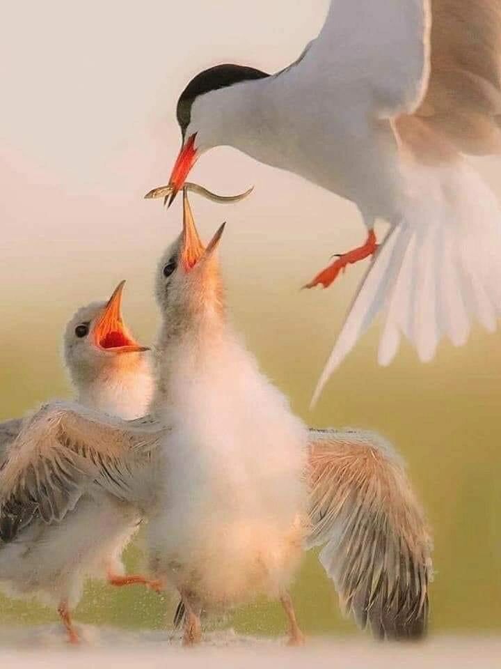 rainegee101's tweet photo. ** Parents **
They Give as good as they can, 
When they couldn't give it anymore, 
they asked for nothing and left the side accordingly.  😔
Immaculate person who can give the purest love,  😍
Only these people deserve to be fully loved again. 🥰
# Write By Me https://t.co/ZcDAInm1Qk