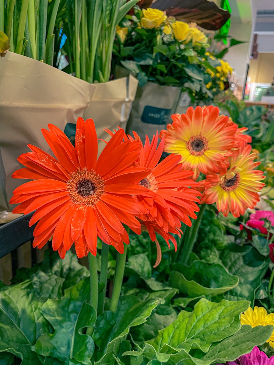 tedboybakery's tweet image. A flower a day keeps the moody face away!

#tedboy #flowerday #Healing #Loveyourself