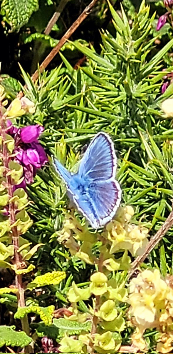 Silver studded Blue butterfly at South Stack 💙 🦋 so happy as I have never seen one before 😁🦋❤️🦋  @savebutterflies @ukbutterflies @Natures_Voice @RSPBCymru @RSPBSouthStack #livingthedream #welshpassion