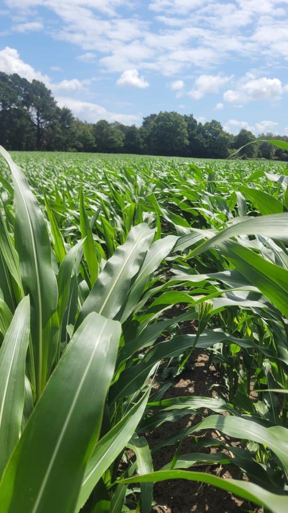 Maize flying up in Hampshire! 🌽🌽

This is from a trial. It was more prominent in the flesh, but Skipper on the left and Madonias on the right. 👌👌💚