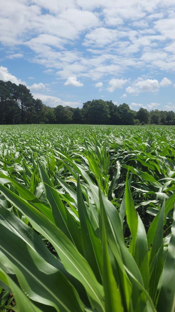 BrightMaize's tweet photo. Maize flying up in Hampshire! 🌽🌽

This is from a trial. It was more prominent in the flesh, but Skipper on the left and Madonias on the right. 👌👌💚 https://t.co/Q0c55nhqfL