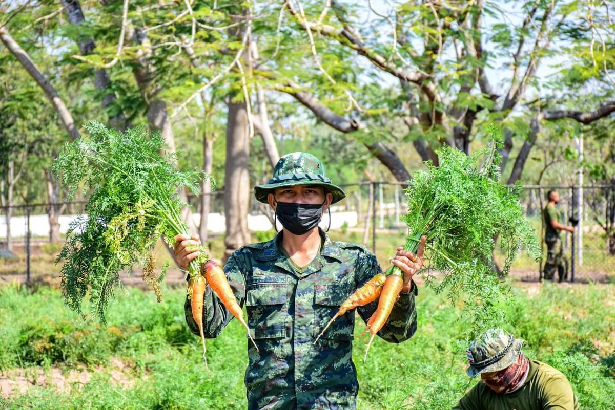 army2pr's tweet photo. 📷ผลิตผลของโครงการทหารพันธ์ุดี
ร.13 พัน.1 ได้รับการรับรองมาตรฐานผลิตผล ในการปฏิบัติทางการเกษตรที่ดีสำหรับพืชอาหาร   Good Agricultural Practice (GAP) จาก กรมวิชาการเกษตร
#Armyfarm
#ทหารพันธุ์ดี https://t.co/4DxfwA1Oyv