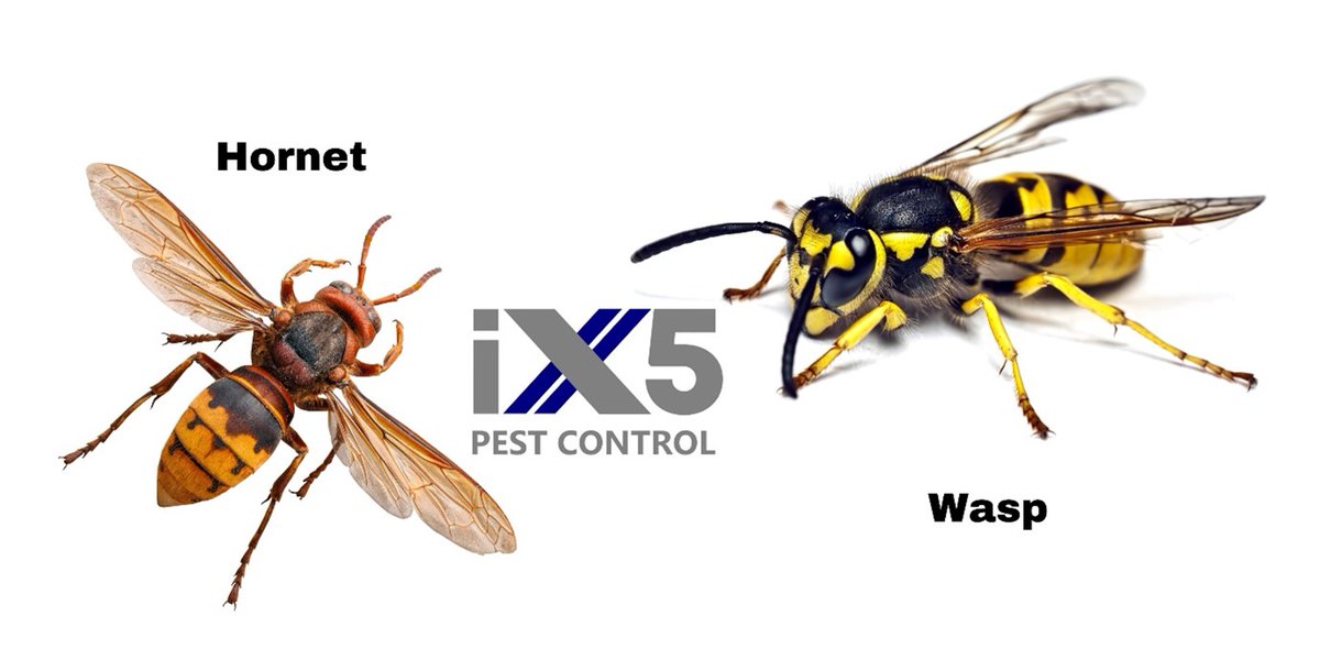 Don’t know the difference between a hornet and a wasp? Read our helpful blog article to see how these two members of the Vespidae family differ. Also advice about what to do if you spot and Asian Hornet! ix5.uk/how-to-identif… #Hornets #EuropeanHornet #AsianHornet