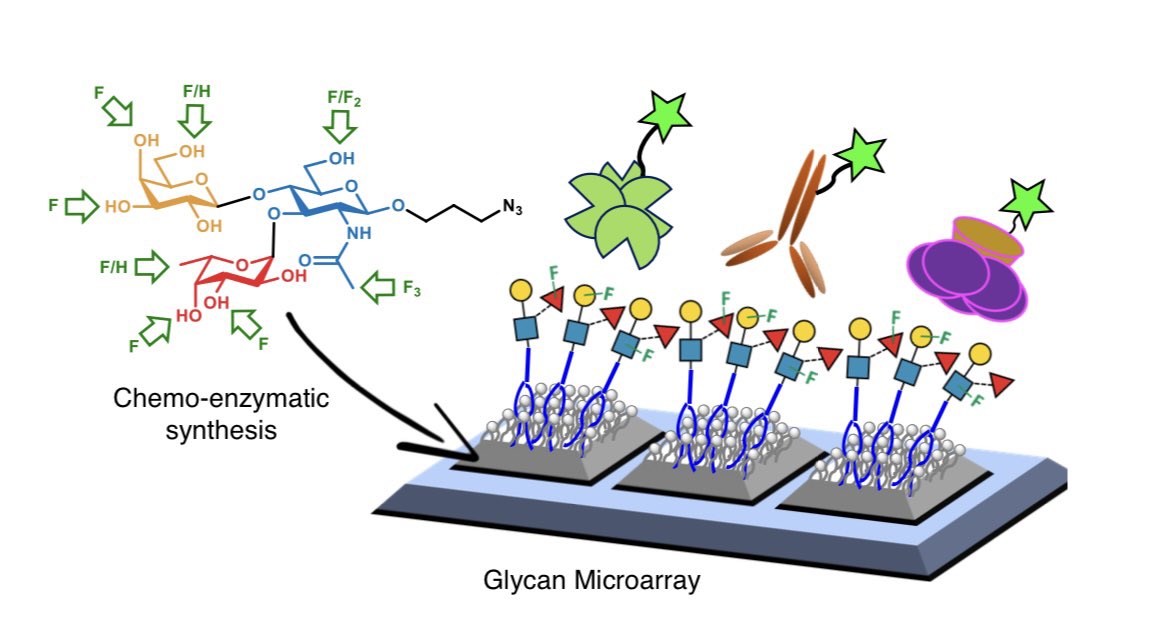 Interested in glycan-based biosensors? Check out this new preprint reporting the chemoenzymatic synthesis of a 150-member fluorosugar library and it’s utility in glycan array based screening of protein-glycan interactions. doi.org/10.26434/chemr…