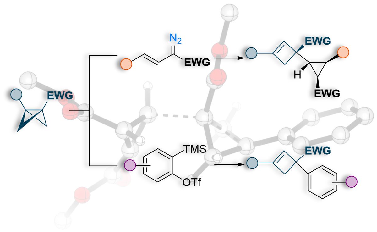 Delighted to share an unusual and unexpected finding of ene reactions of BCBs, now out on <a href="/ChemRxiv/">ChemRxiv</a>  – a great collaboration with <a href="/ATBijuLab/">ATBiju Group</a>. Congratulations Ayan, Subrata and the team! See: go.shr.lc/44FTZ0i