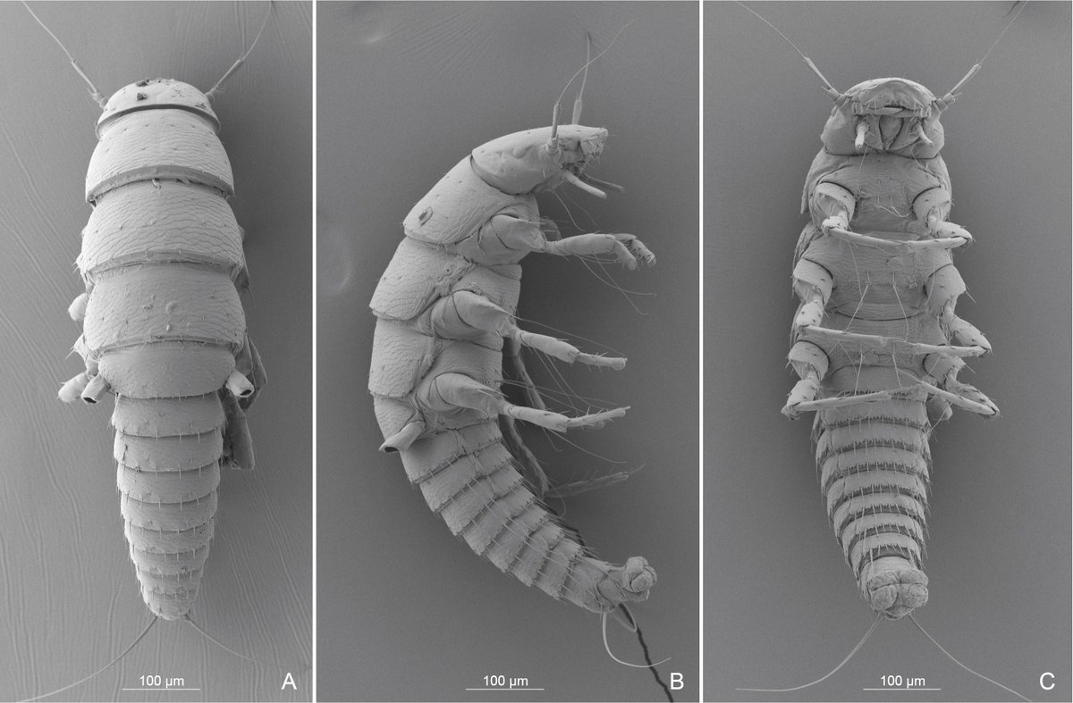 ale_riccieri's tweet photo. Ever heard about Meloetyphlus? Check out our new paper to know more about this fascinating neotropical blister beetle! @EntsocAmerica  @OUPAcademic #blisterbeetles https://t.co/WHvkLFoo1M https://t.co/HUUlfTJqE1