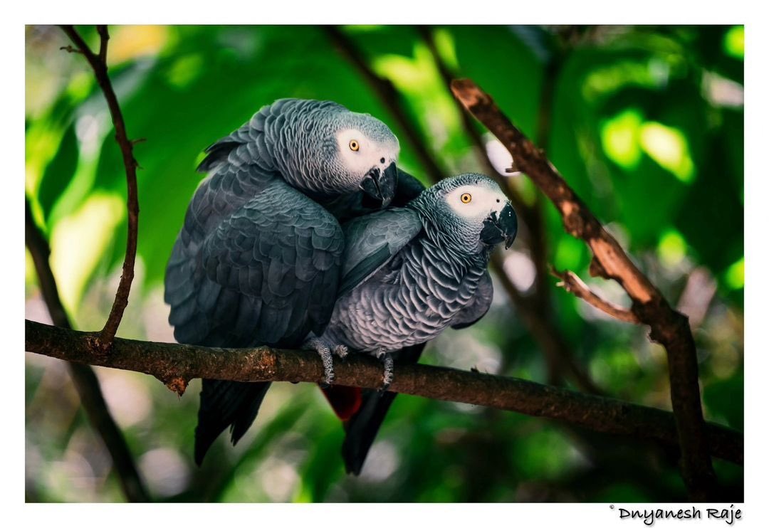 EsselWorld Bird Park tweet media