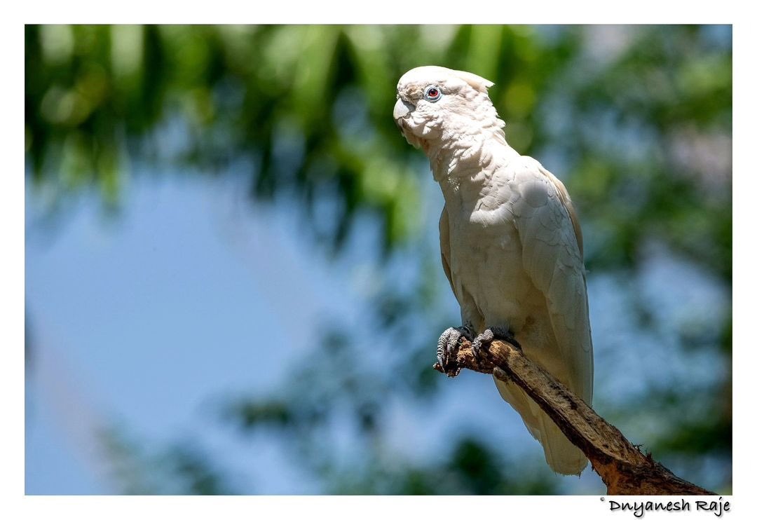 EsselWorld Bird Park tweet media