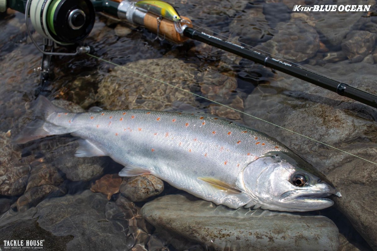 tacklehouse's tweet photo. フィールドレポートを更新しました。和歌山県のテスター中瀬様より。
本流アマゴ40cmオーバー筆頭にブルーオーシャンBKS75が活躍。
https://t.co/VdpD6UFTdB
#タックルハウス　#tacklehouse #BKS75 #アマゴ　#本流アマゴ　#熊野川水系 https://t.co/Yiatkix3yf