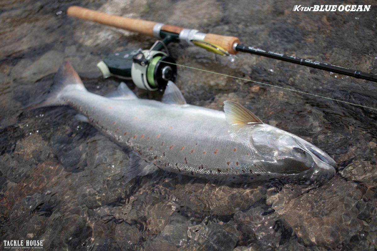 tacklehouse's tweet photo. フィールドレポートを更新しました。和歌山県のテスター中瀬様より。
本流アマゴ40cmオーバー筆頭にブルーオーシャンBKS75が活躍。
https://t.co/VdpD6UFTdB
#タックルハウス　#tacklehouse #BKS75 #アマゴ　#本流アマゴ　#熊野川水系 https://t.co/Yiatkix3yf