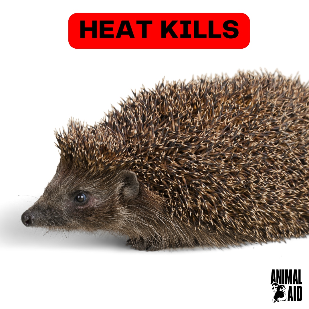Keep wildlife cool during the heat!
⁠
Small bowls of water will help quench their thirst! Place a stick or stone in a bigger bowl so that the animal can climb out of the bowl after they have had some water.⁠
⁠
PLEASE SHARE!⁠
⁠
#HeatKills #Wildlifetips #Heat 🦇🐸🐝🐞🦆