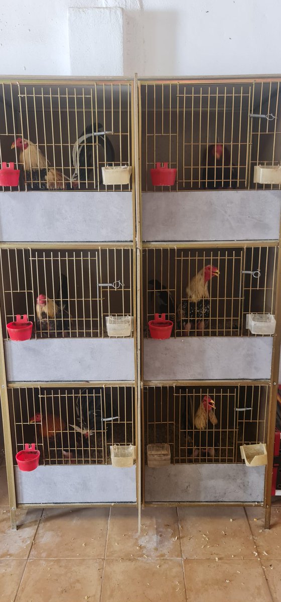 policialocalvlc's tweet image. Agents de la 7ª Unitat de Districte denuncien davant la Fiscalia de Medi Ambient un presumpte delicte de maltractament animal després de recuperar 33 🐓 de baralla en una 🏡 a #Natzaret Molts estaven ferits i presentaven signes d'haver sigut manipulats per al seu entrenament.