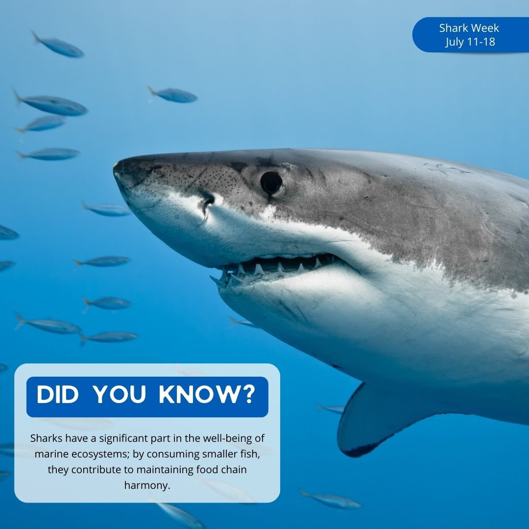 🦈 Celebrate Shark Week, July 11-18! Discover the vital role sharks play in marine ecosystems. As apex predators, they maintain food chain harmony by consuming smaller fish. Let's protect these magnificent creatures and our oceans! 🌊 #SharkWeek #MarineEcology #ApexPredators