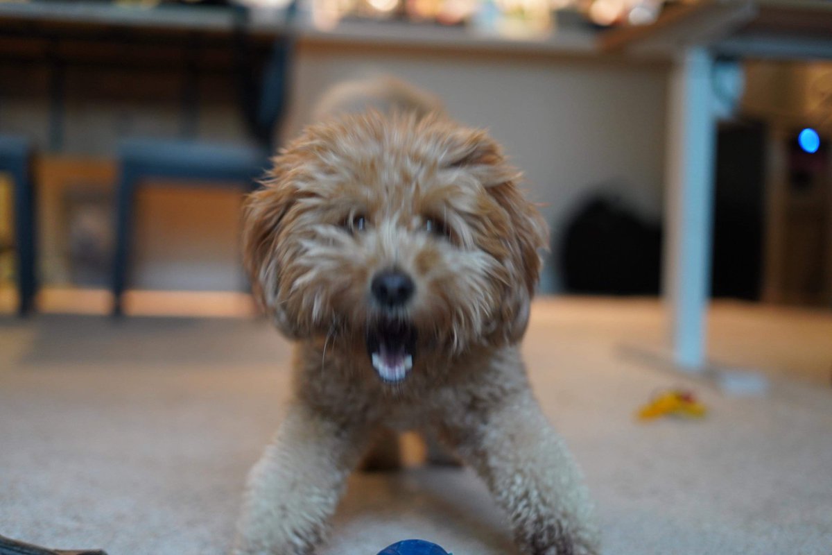 pochidoodle's tweet photo. 犬の可愛い写真を撮るためにいいカメラを買ったのに、犬は未知のカメラを怖がりブチギレ威嚇しまくり、結果この顔である https://t.co/RSjRoOFulK