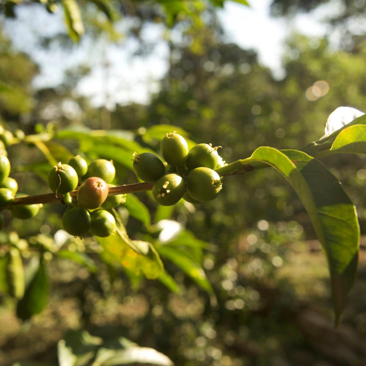 Trabocca tweet media