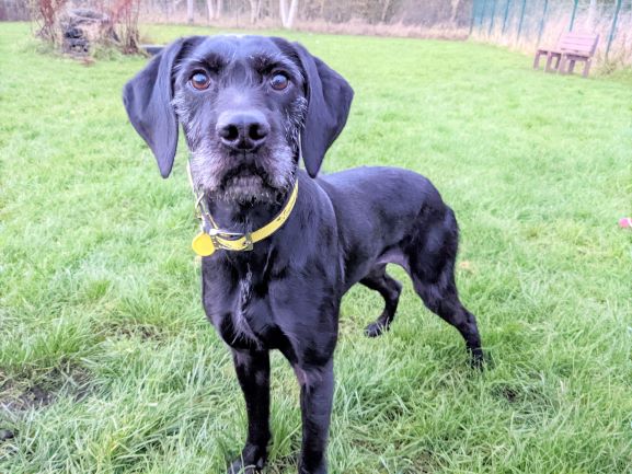 DT_WestCalder's tweet photo. 🐶Meet BRAND NEW labrador cross - 5 years old🐾⁣

She can live with children 14+ &amp; as the only pet, although she can walk past other friendly dogs🐶

Check out her profile: https://t.co/YWWpBmwTRL ⬅️

#AdoptDontShop⁣⁣
#DogsTrust
@DogsTrust https://t.co/n7zYF4uBoU