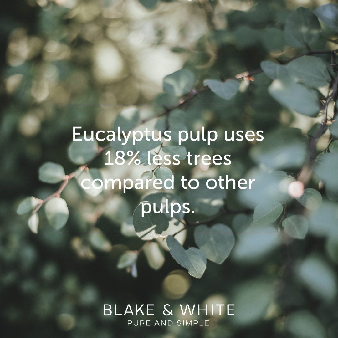 BlakeandWhiteUK's tweet photo. Our Eucalyptus paper range offers a sustainable alternative to traditional paper products, whilst ensuring a quality look and feel. 🌳🌿 

#BlakeandWhite #Eucalyptus #EucalyptusPaper #janitorialsupplies #PureandSimple #cleaningsupplies #cleaning #clean #business #easy #Purely https://t.co/5b8WrJeoZD
