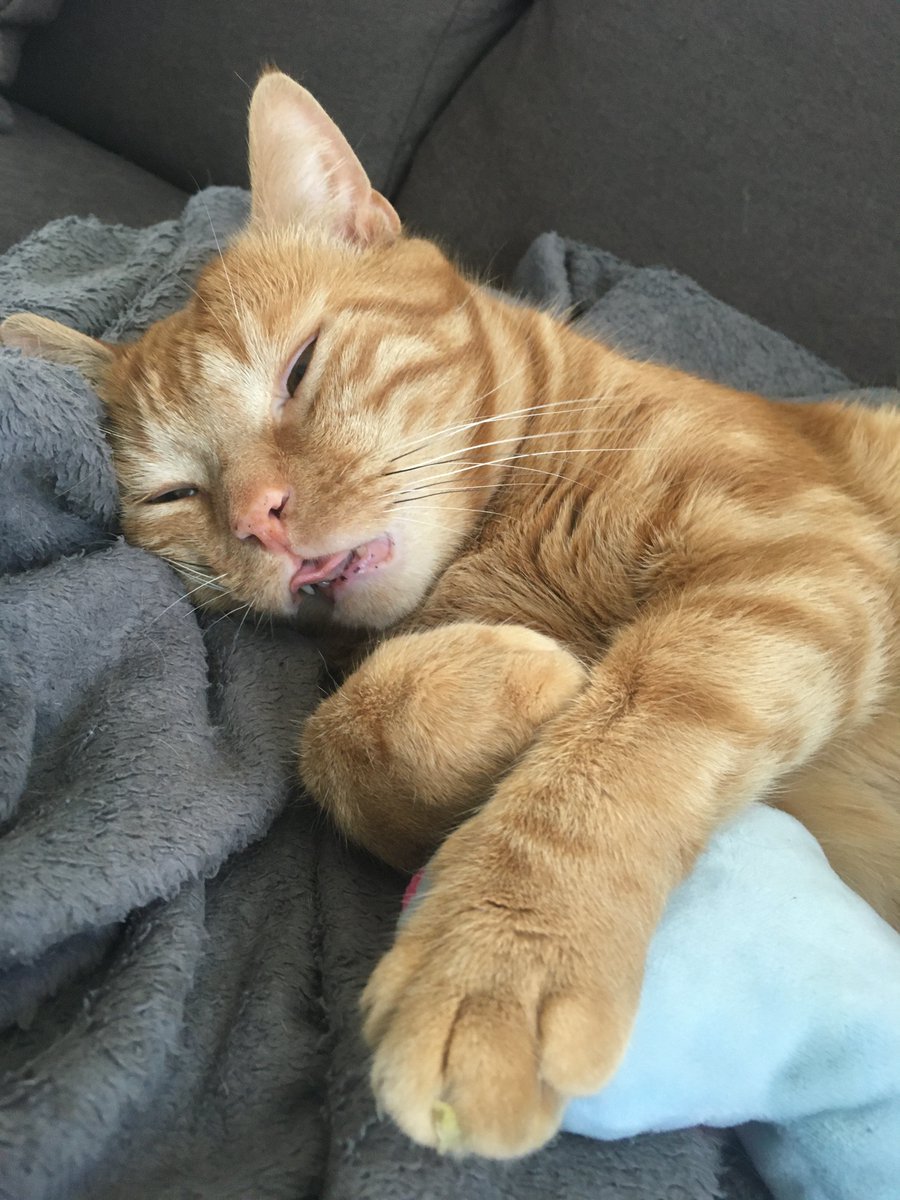 pissmouss's tweet photo. @swisscryptocat Gm 😴 https://t.co/3CkV0FePEl