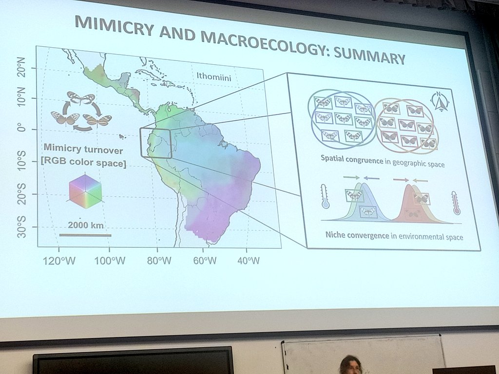SaileeSakhalkar's tweet photo. Plenary Marianne Elias spoke about the stunning glasswing butterflies and mimicry rings in Heliconiinae and Ithomiini butterflies. Glasswings are transparent thanks to nanostructure types and densities, and transparency🪟 might help them hide better from predators🐦‍⬛ #BoB2023 https://t.co/mVUe3SW8p3