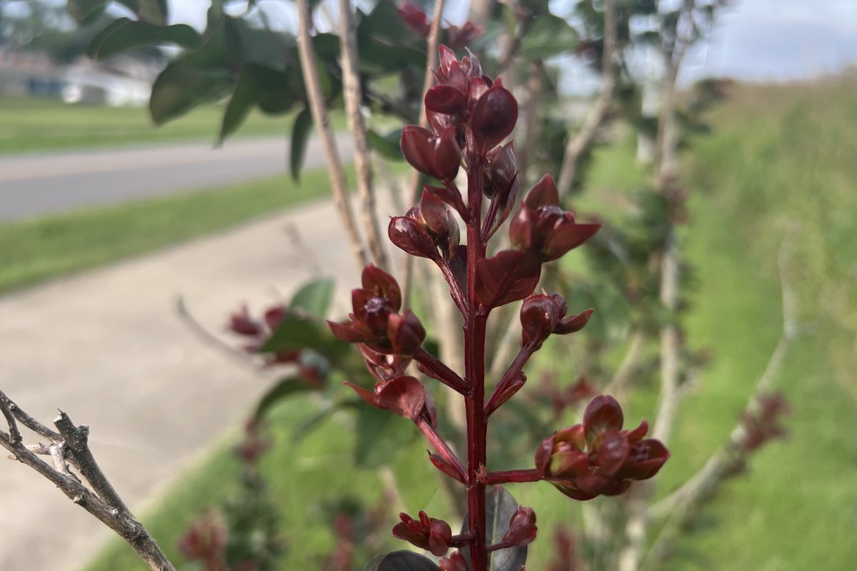 sam_oldenburg's tweet photo. Morning walk along ⁦@CityofBGKY⁩ greenway, enjoying watching the growth of new trees along the trail #cavecountrytrailschallenge https://t.co/b6xzP79UiP