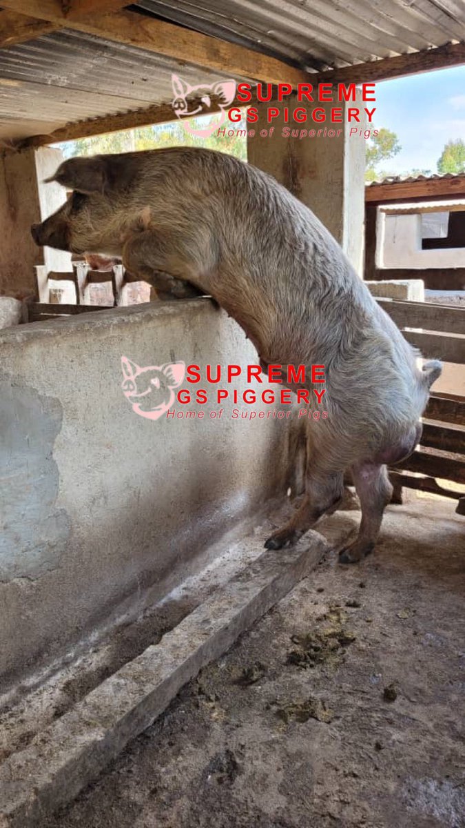 SirJuliusT's tweet photo. How much do you need to start a  piggery project?

It's challenging to provide an exact figure for the capital required, as it will depend on various factors specific to your project. 

@basera_john @IFAD https://t.co/hOpaegKZzf