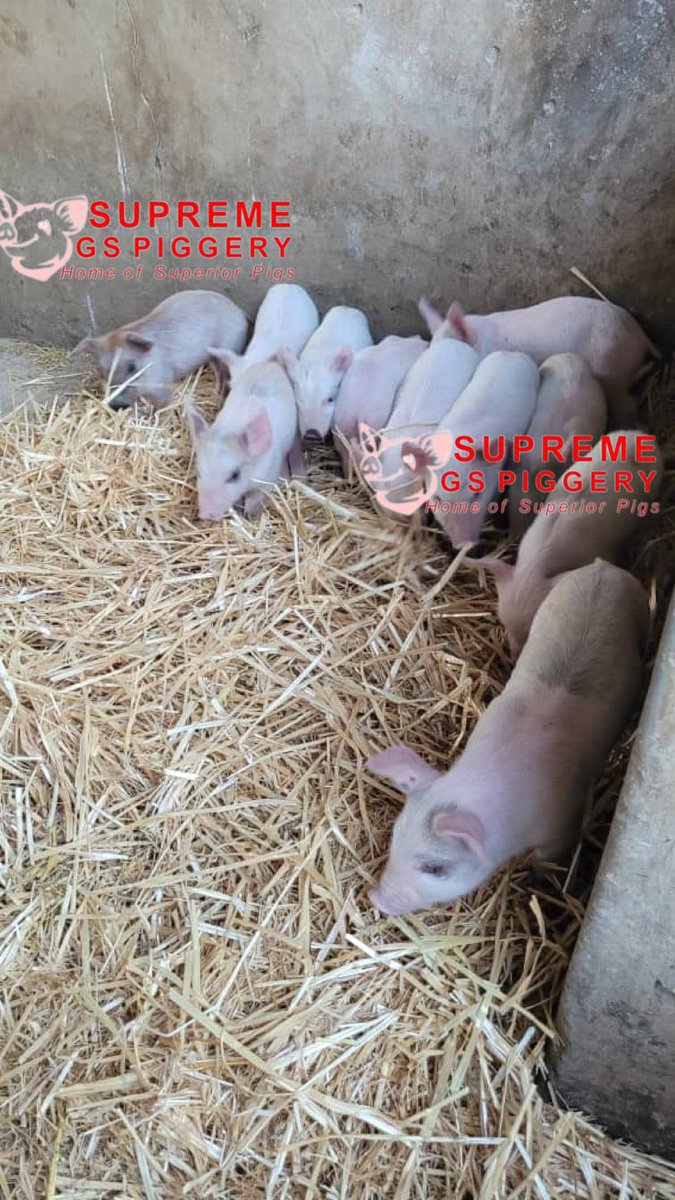 SirJuliusT's tweet photo. How much do you need to start a  piggery project?

It's challenging to provide an exact figure for the capital required, as it will depend on various factors specific to your project. 

@basera_john @IFAD https://t.co/hOpaegKZzf