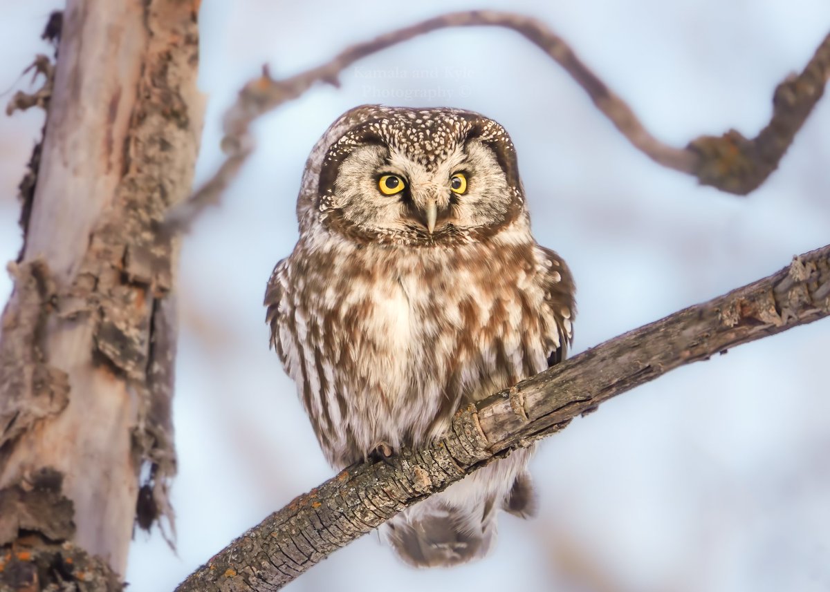 Beautiful moment with a Boreal Owl alert and hunting at sunset!

#borealowl #aegoliusfunereus #owlsofcanada #canadianowls #ethicalowlphotography #ethicalowlphoto #yycphotography #calgaryphotography #albertaphotography