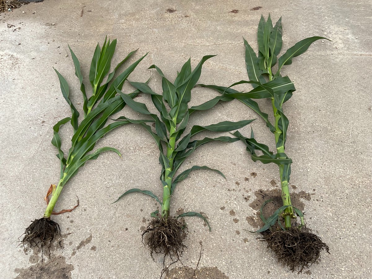 deutmeyer_troy's tweet photo. ISU Extension Nashua site yesterday looking @ reduced stature corn from Pioneer. Drought stress already shortened corn up, still large differences showing. Pic on concrete shows Brand X short corn on left, Pioneer reduced stature middle &amp; current hybrid right.  Coming in 2025!! https://t.co/MSqzWFvPjY