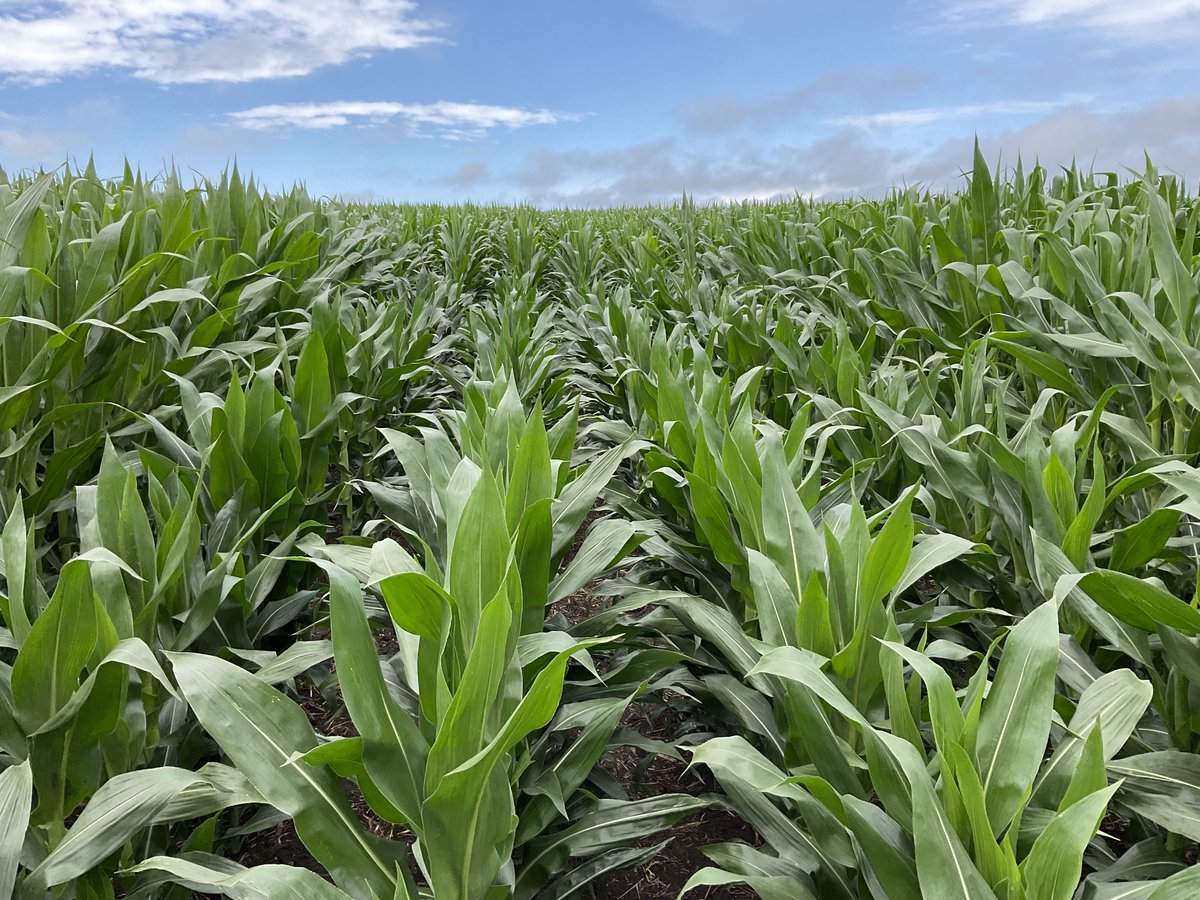 deutmeyer_troy's tweet photo. ISU Extension Nashua site yesterday looking @ reduced stature corn from Pioneer. Drought stress already shortened corn up, still large differences showing. Pic on concrete shows Brand X short corn on left, Pioneer reduced stature middle &amp; current hybrid right.  Coming in 2025!! https://t.co/MSqzWFvPjY