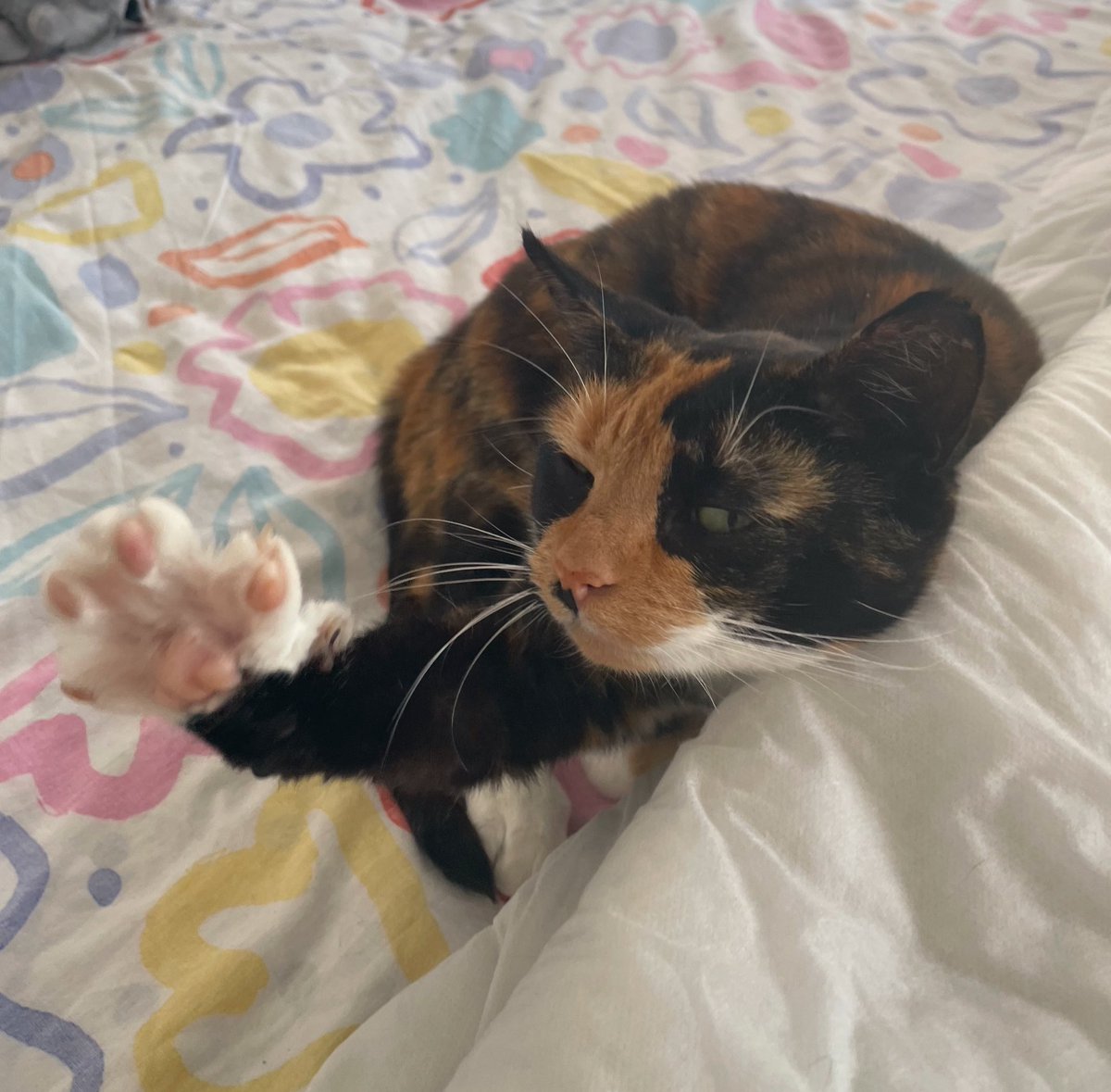 CalicoDaily's tweet image. Ready to grab