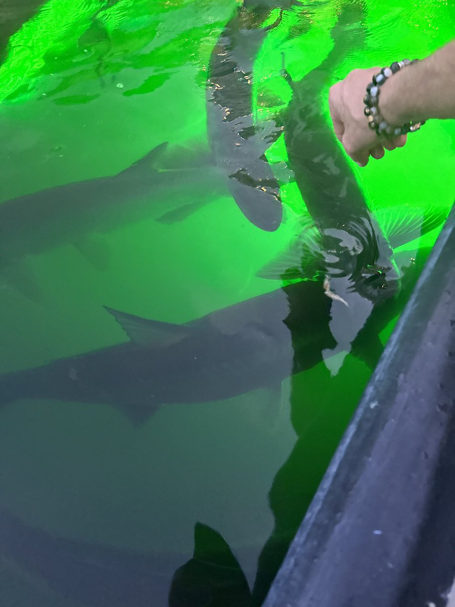 Holy mackerel! Tarpons eating like pigeons