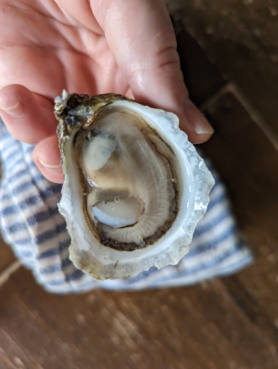 Wellfleets are one of the most popular and well-known oysters in New England. The harbor’s richness supports both wild and farmed oysters. Both have sharp brine, plump meats and a rounded seaweed finish.