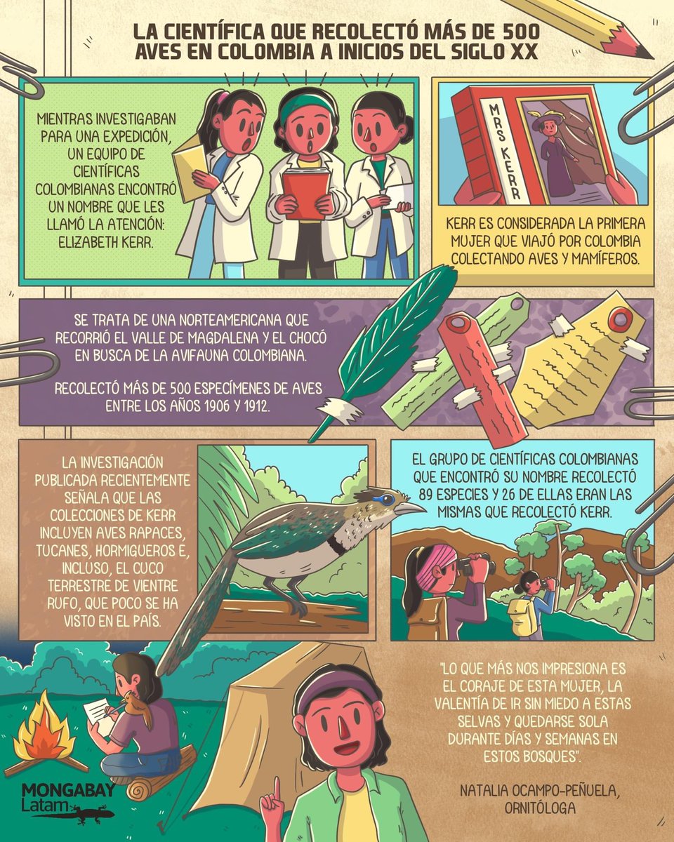 birdmapper's tweet photo. Una linda infografía sobre nuestro artículo resaltando la historia de la mujer colectora de aves y naturalista Elizabeth Kerr por @MongabayLatam y con @JuliSotobosque @nataliajperezA @nelsyninor @katCertuche @DaniiGarzonn @Estefaniagm07 @JessicaJDiazC https://t.co/lH41Q7CTdT