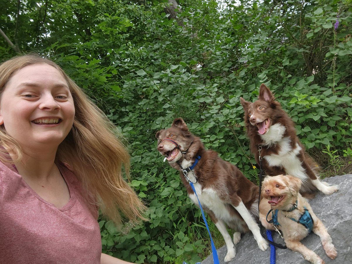 AgilitywAmanda's tweet photo. After a long walk with my dogs, I had a chance to look at this photo. It just made me smile to see how happy they were and how focused Hershey, Winnie, and Joey the Muppet all were on me 🥰💕

#lifewithdogs #livingwithdogs #dogwalk #dogtrainingwins https://t.co/qGvK6ofNuM