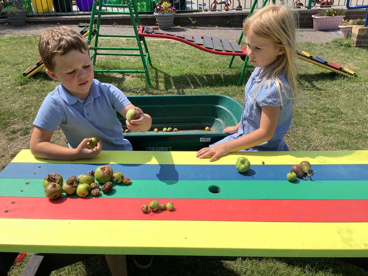 llanrhidianp's tweet photo. We have been using our numeracy skills to sort our apples into different categories. I wonder which group will have the largest amount? #LlanNum #LlanOut #LlanFun https://t.co/oxb8j1C7mT