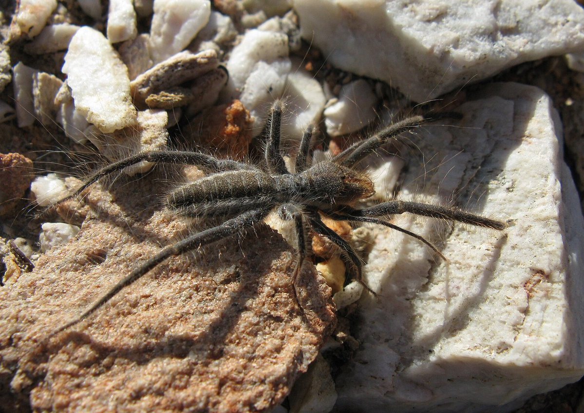 qikipedia's tweet image. Baardskeerders (beard shavers) are so called because it is thought that they use their pincers to trim sleeping people’s beards to line their nests. (📷: JonRichfield, CC BY SA 3.0)